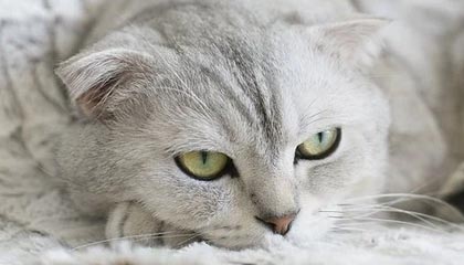 九游体育官网入口-绝地反击！强队逆转获胜续写冠军争夺历史，绝地反击上演惊天逆转